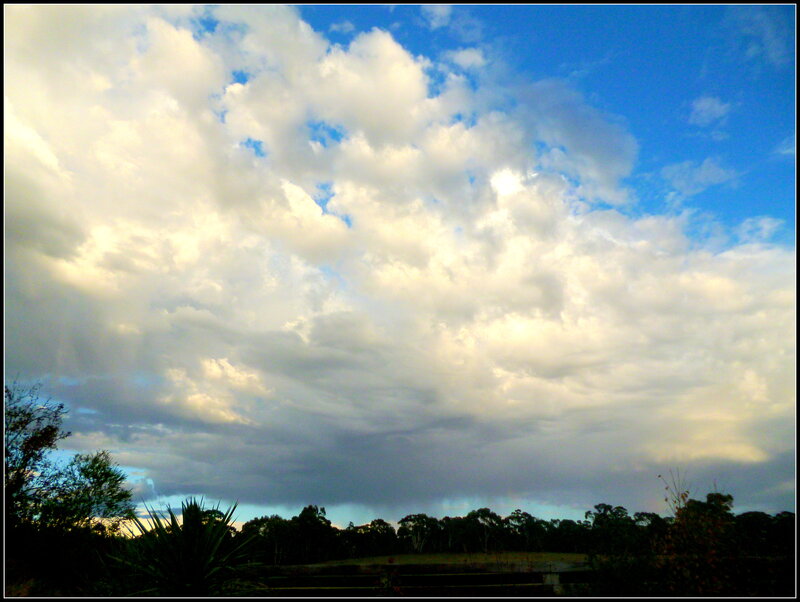 Cloudy Sky over Trees — Blue, Dramatic, Afternoon