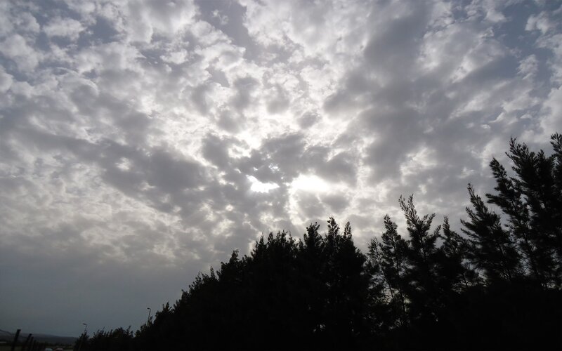 Cloudy Sky over Trees — Gray, Overcast