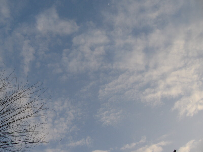 cloudy sky with bare branches