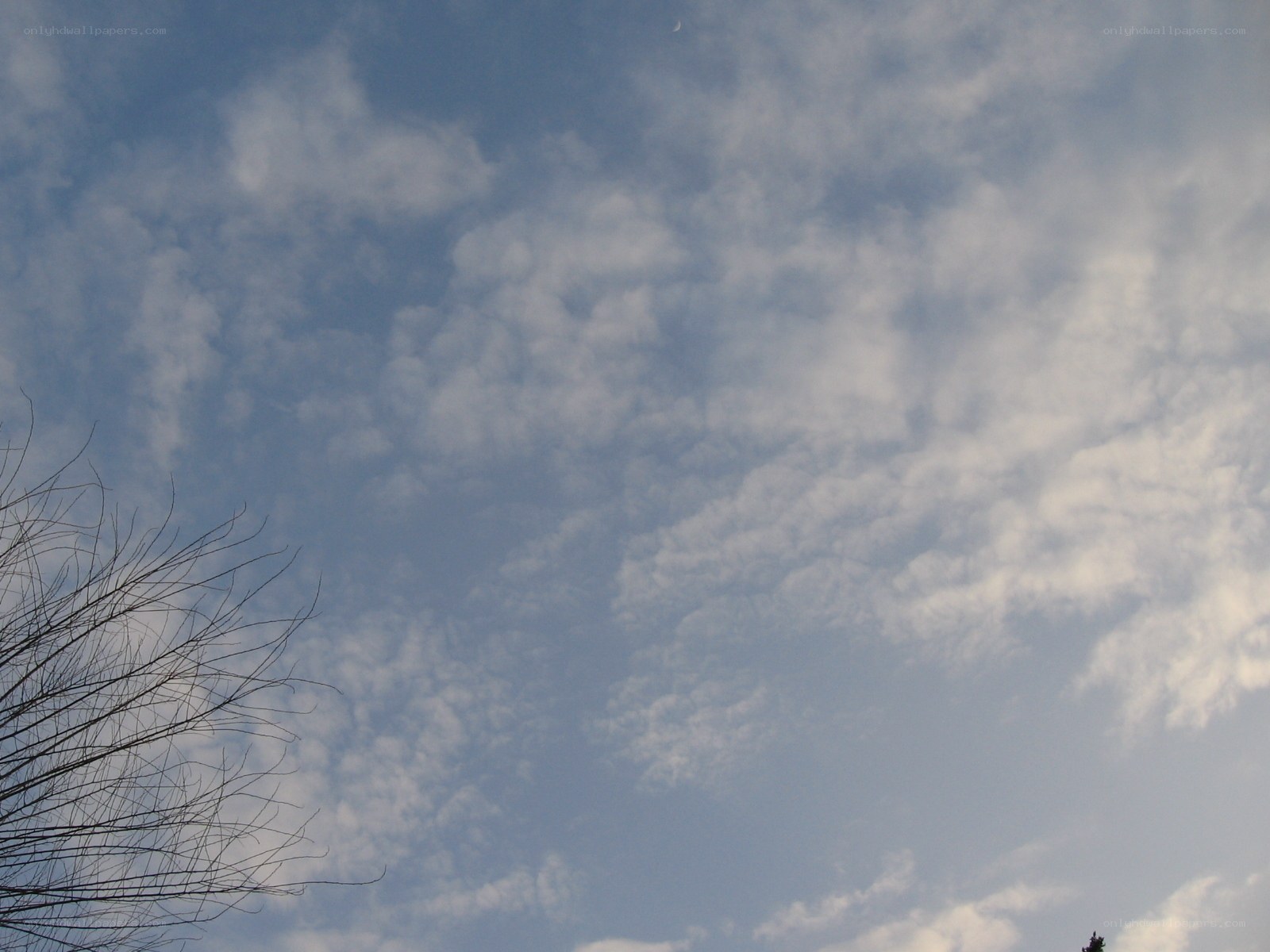cloudy sky with bare branches