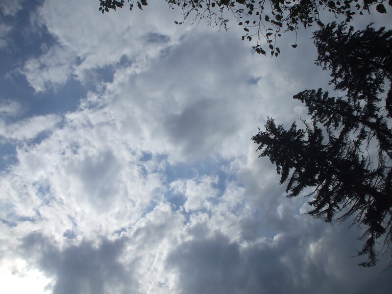 cloudy sky with tree branches