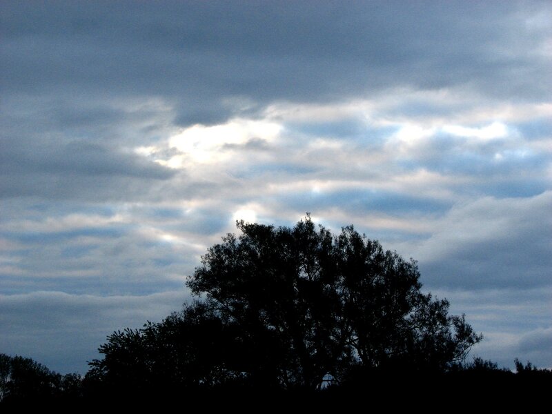 cloudy sky with tree silhouette