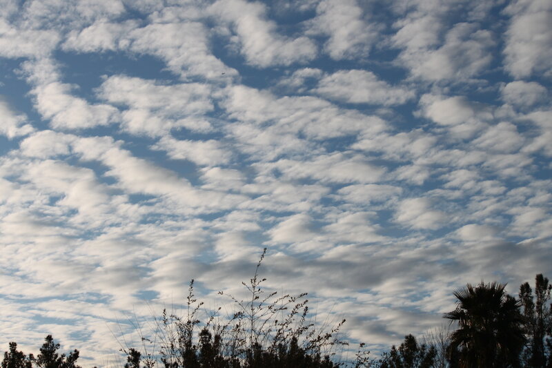 Cloudy Sky with Trees — Blue