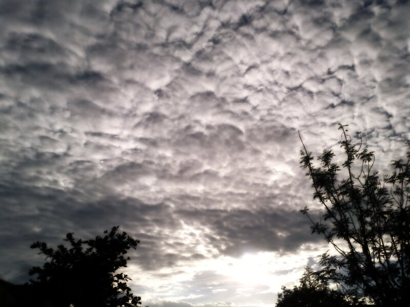 Cloudy Sky with Trees — Gray, Dramatic