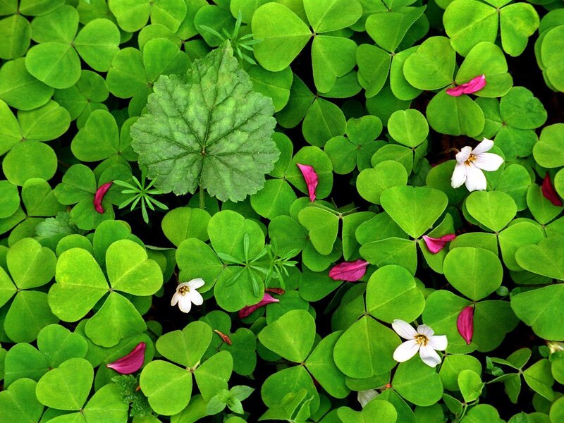 Clover and wildflowers in a garden