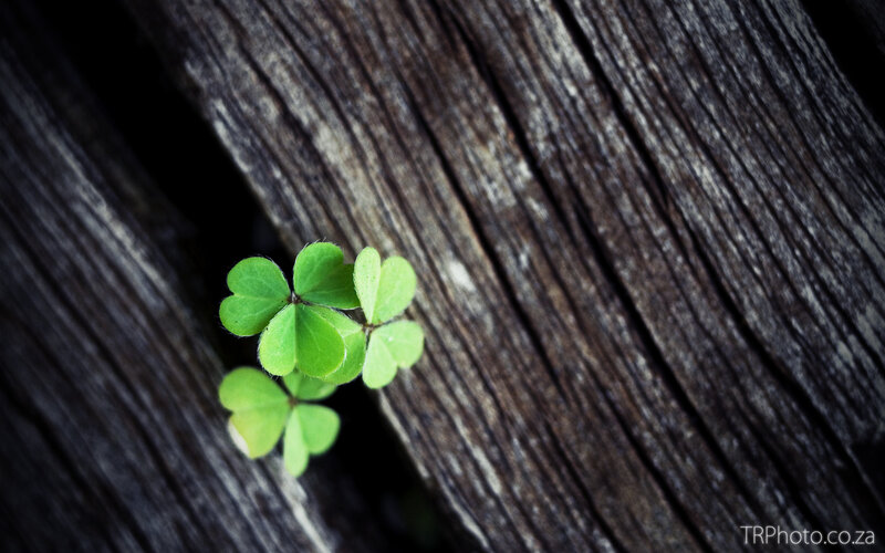 Clover growing in wood
