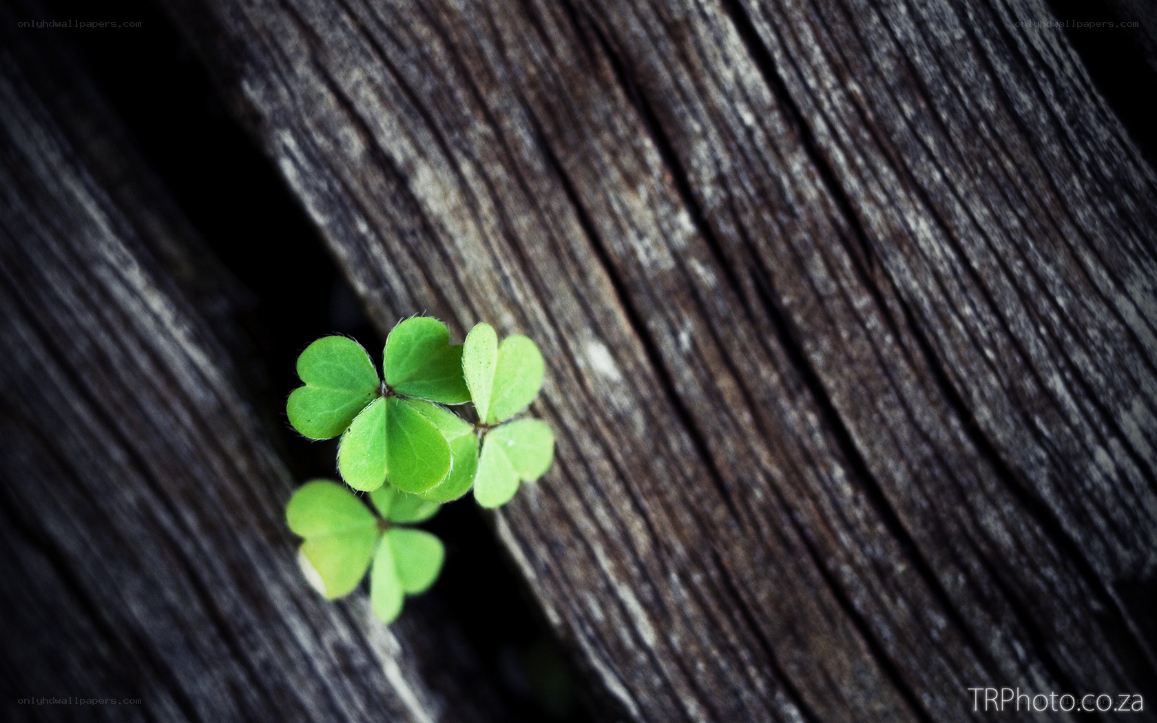 Clover growing in wood