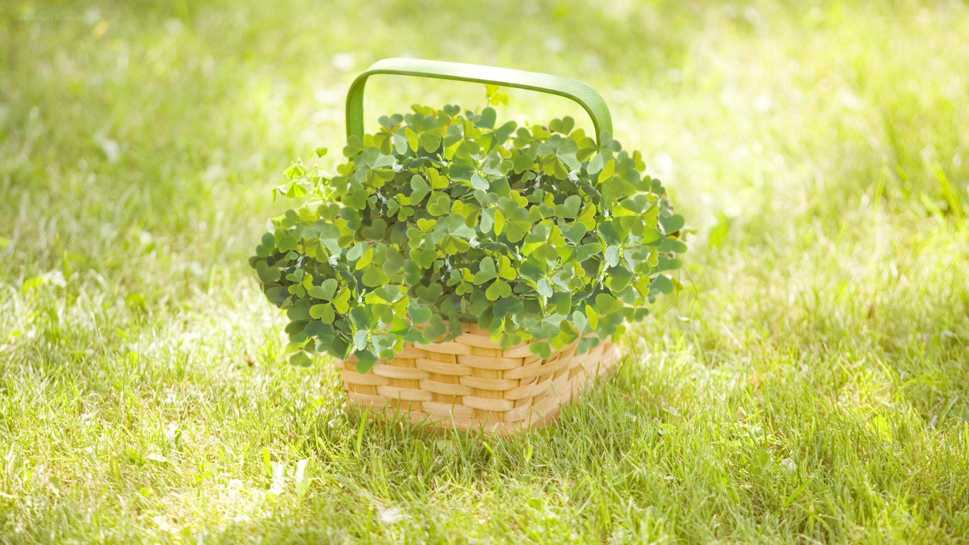 Clover in a basket on grass