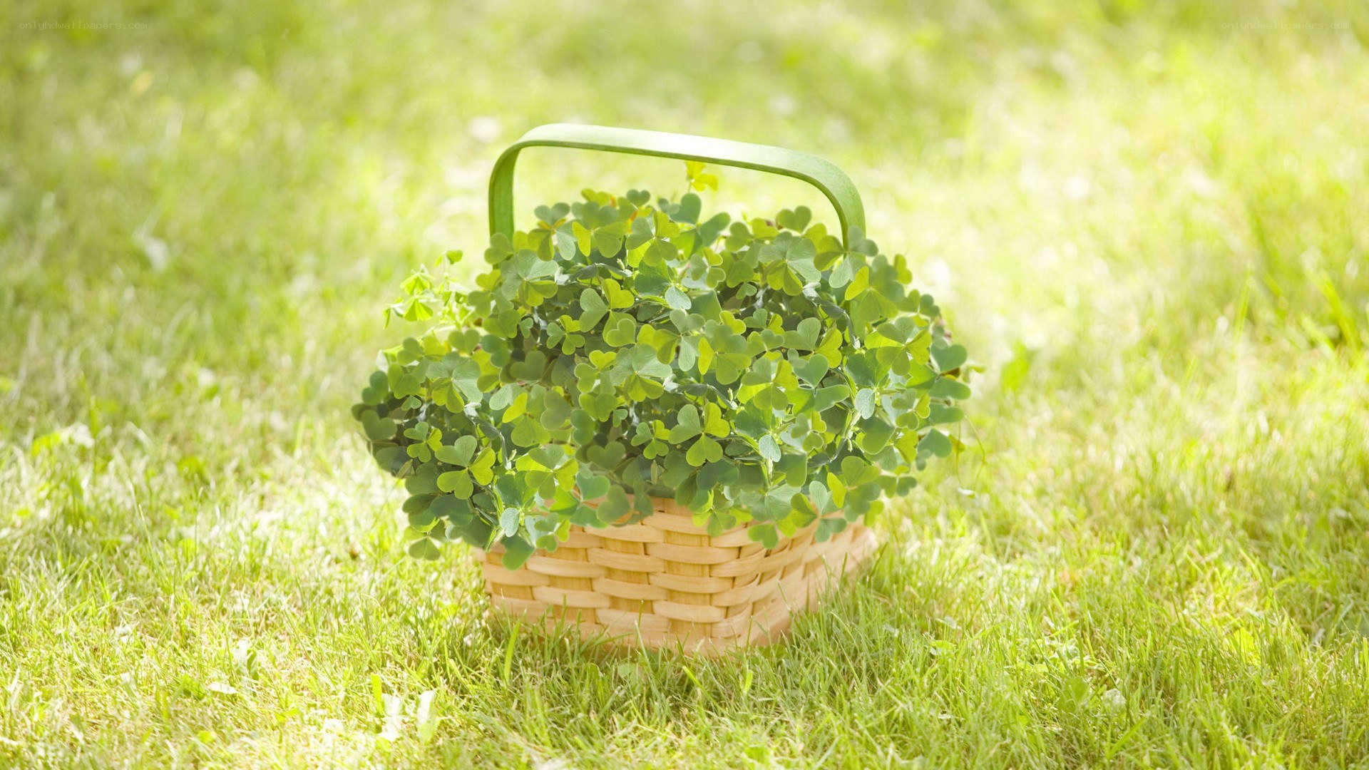 Clover in a basket on grass