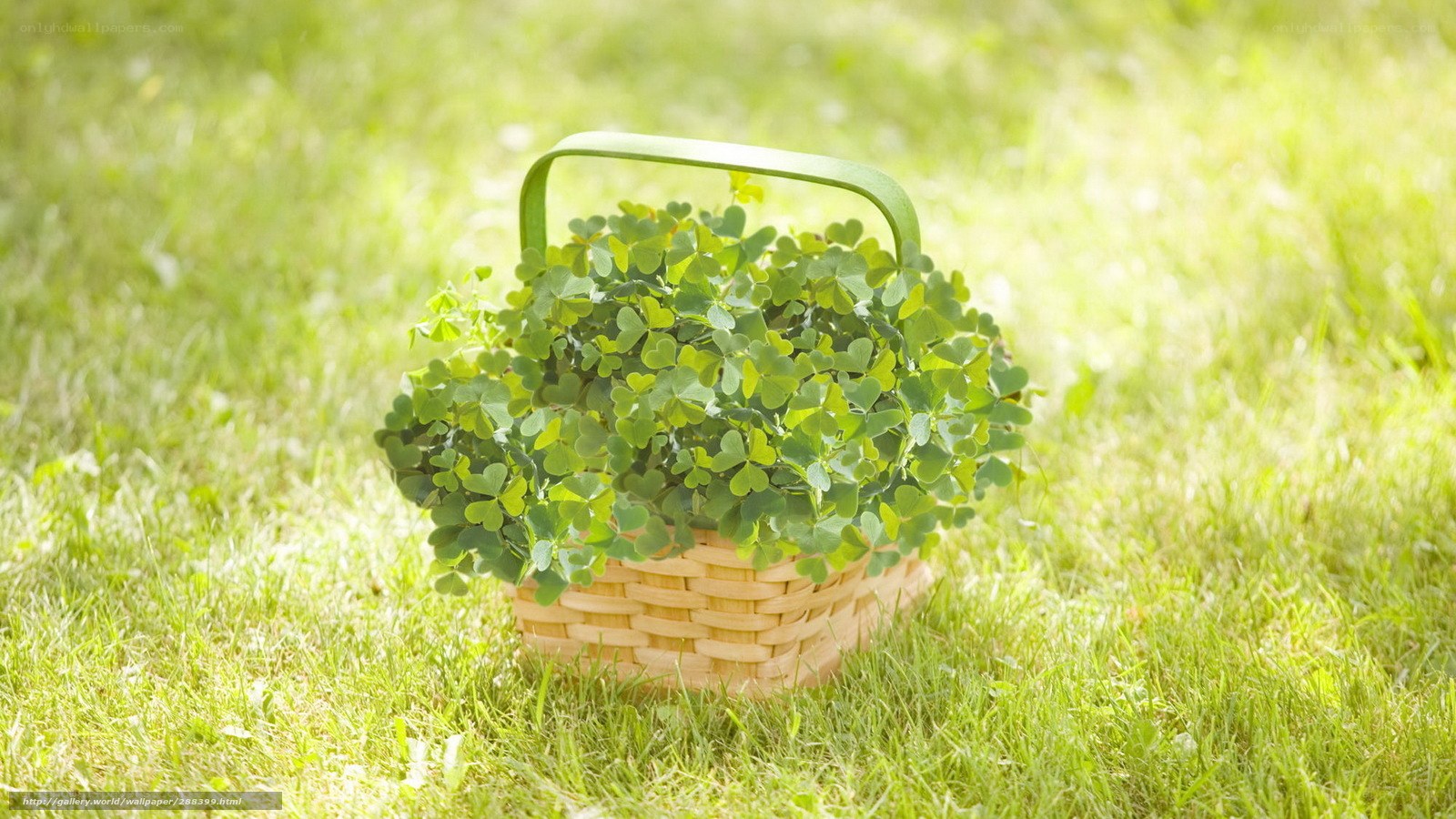 Clover in a basket on grass