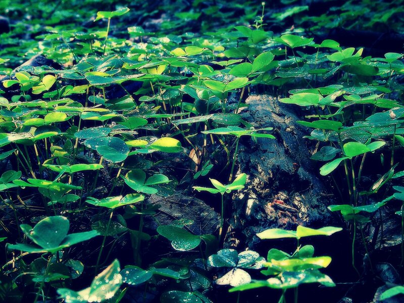 Clover in a forest