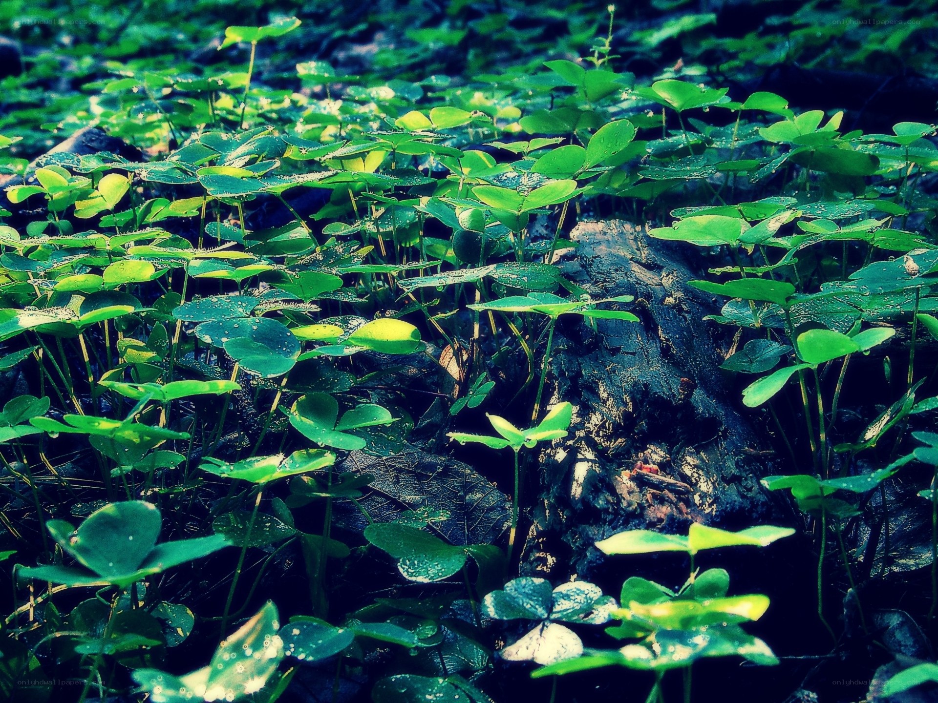 Clover in a forest