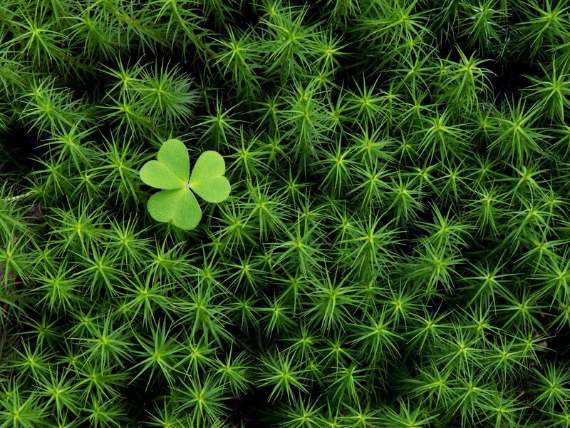 Clover in moss