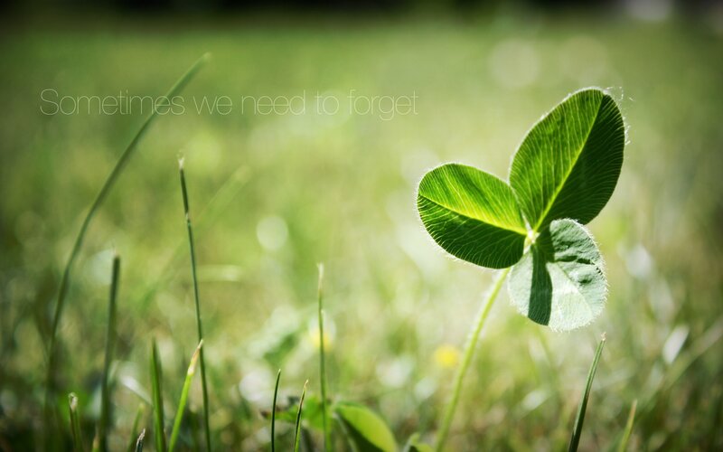 Clover in sunlit grass