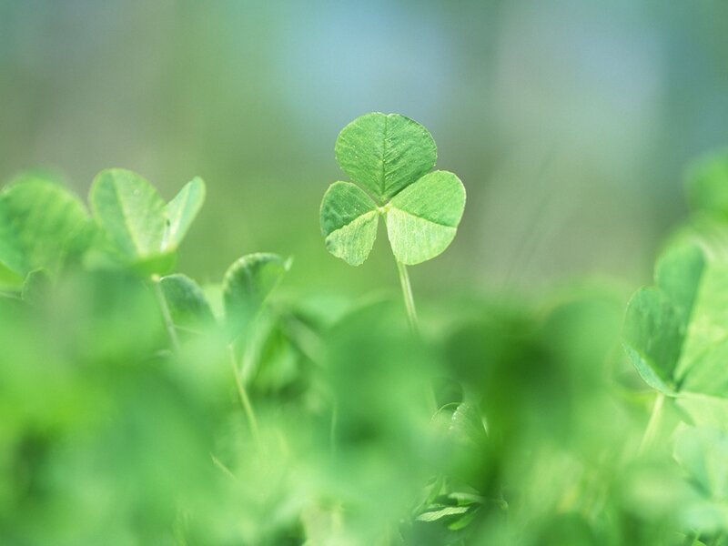 Clover Leaf in Grass — Green, Serene, Morning