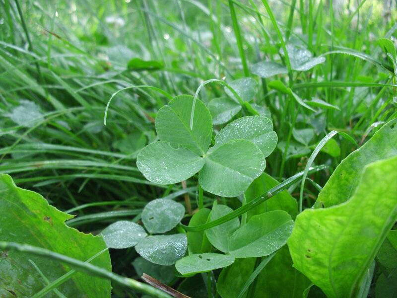 Clover Leaf in Grass