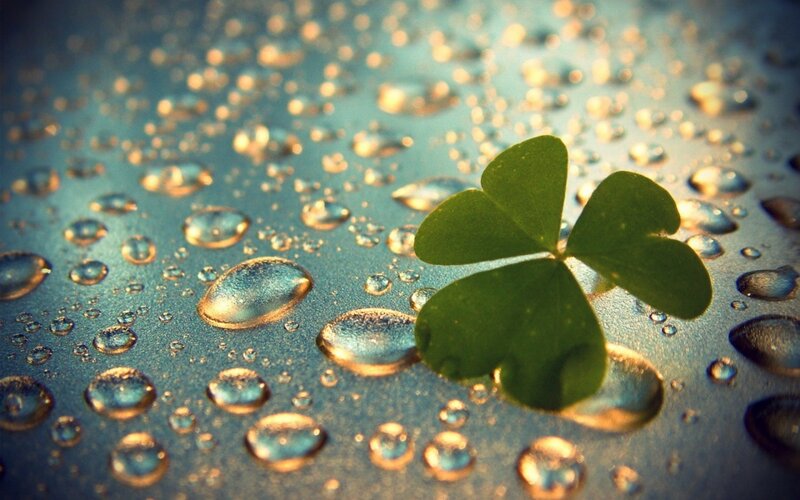 Clover Leaf on Wet Surface