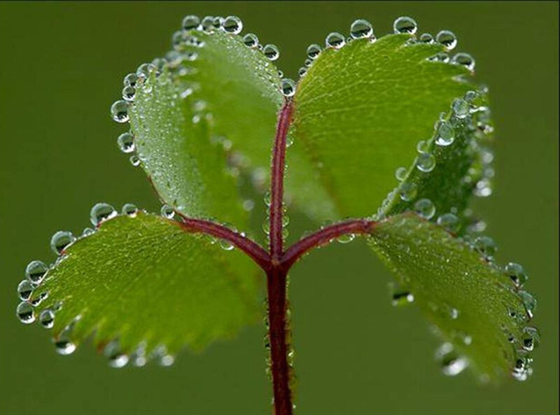 Clover Leaf with Dew — Green