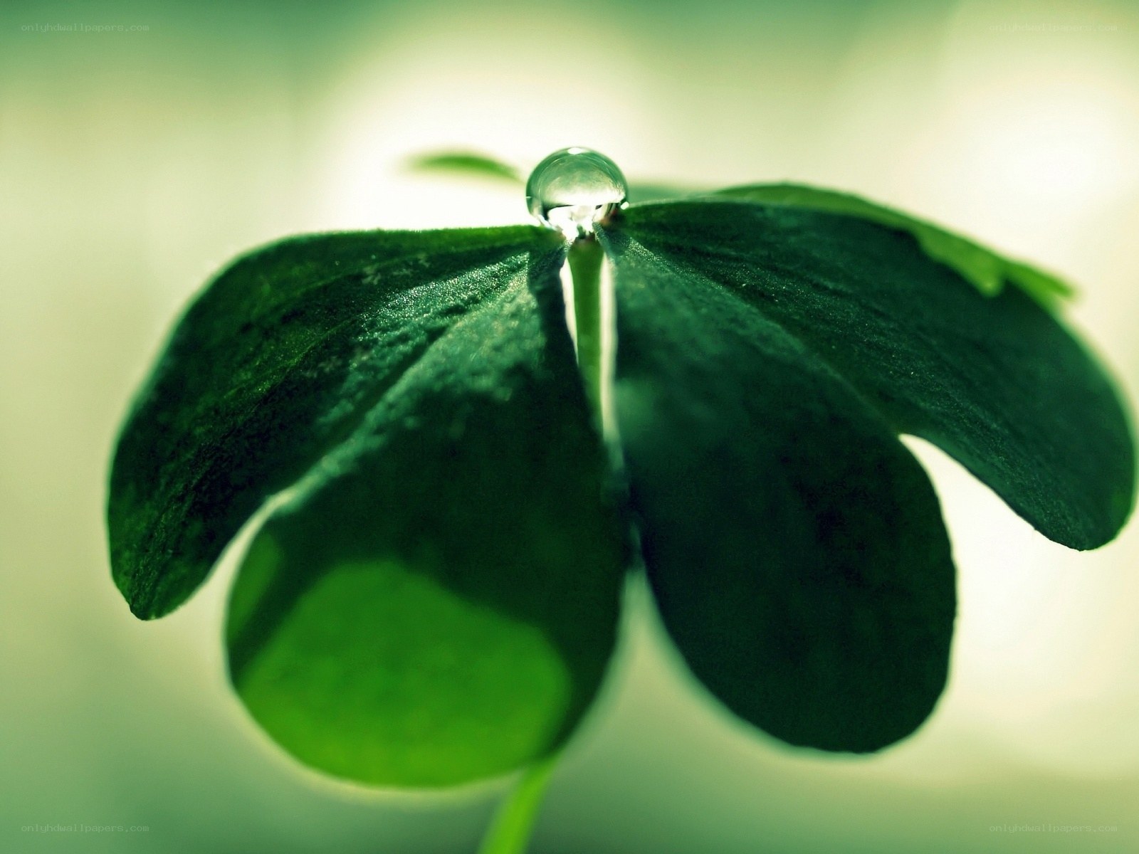 Clover leaf with water droplet