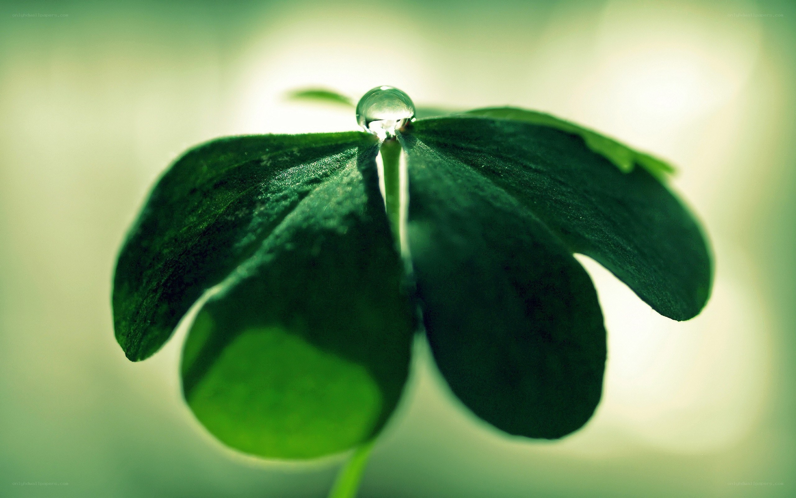 Clover leaf with water droplet