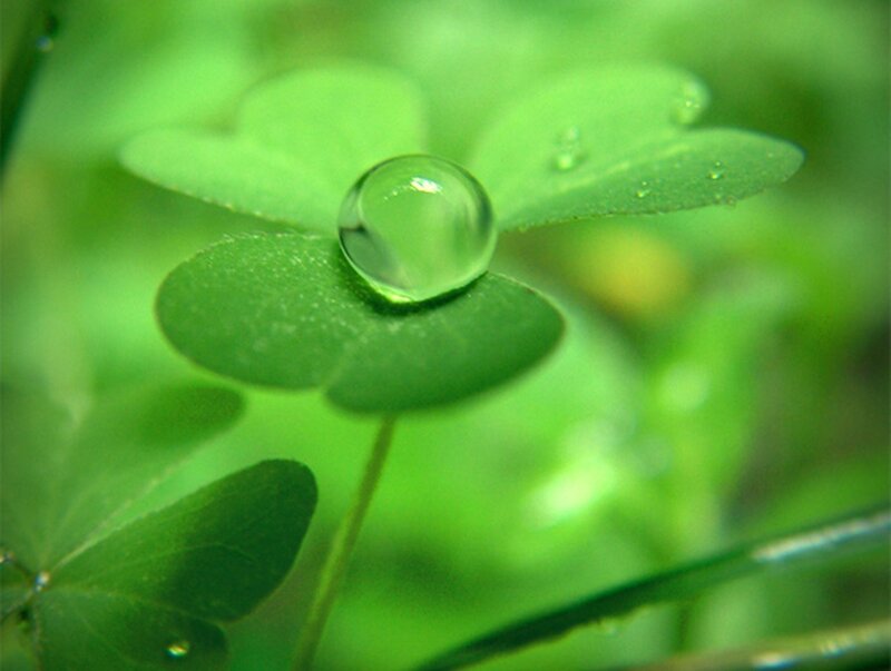 Clover Leaf with Water Droplet — Green, Serene