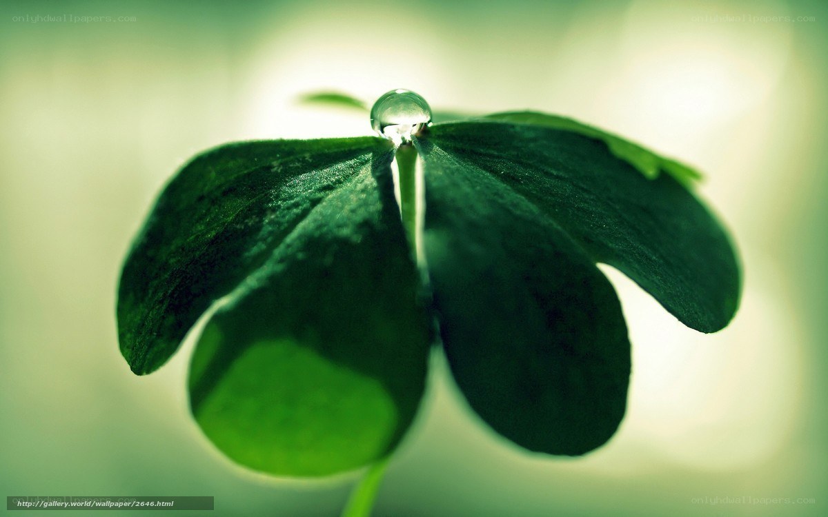Clover leaf with water droplet