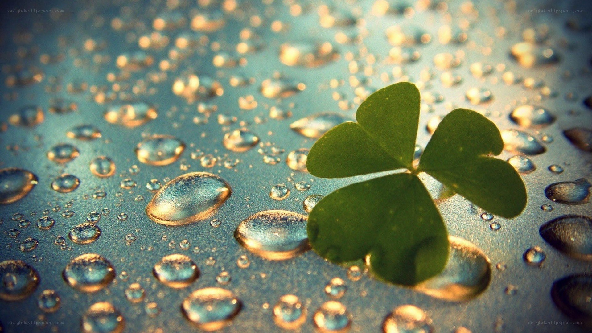 Clover leaf with water droplets