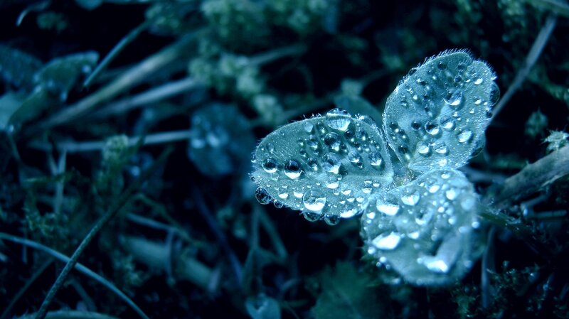 Clover Leaf with Water Droplets — Blue