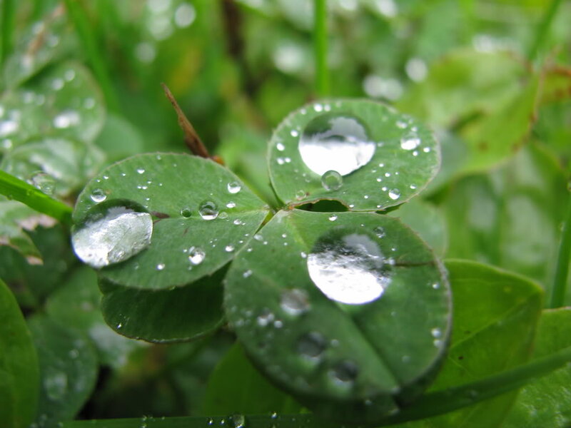Clover Leaf with Water Droplets — Green, Serene, Morning, Photograph