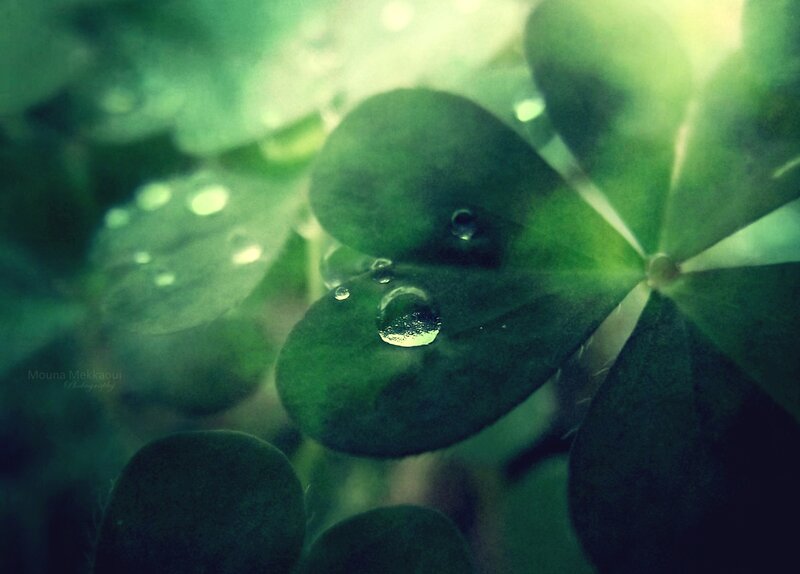 Clover Leaf with Water Droplets — Green, Serene, Morning