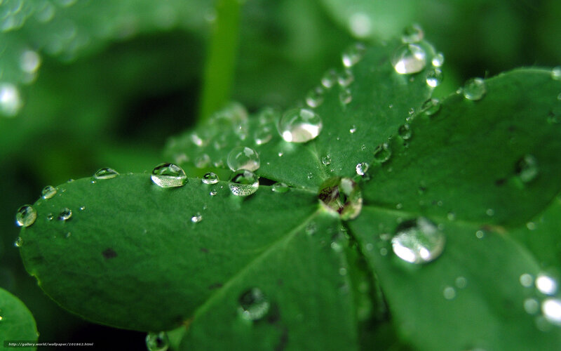 Clover Leaf with Water Droplets — Green, Serene
