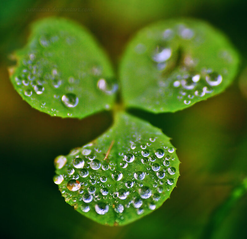 Clover Leaf with Water Droplets — Green