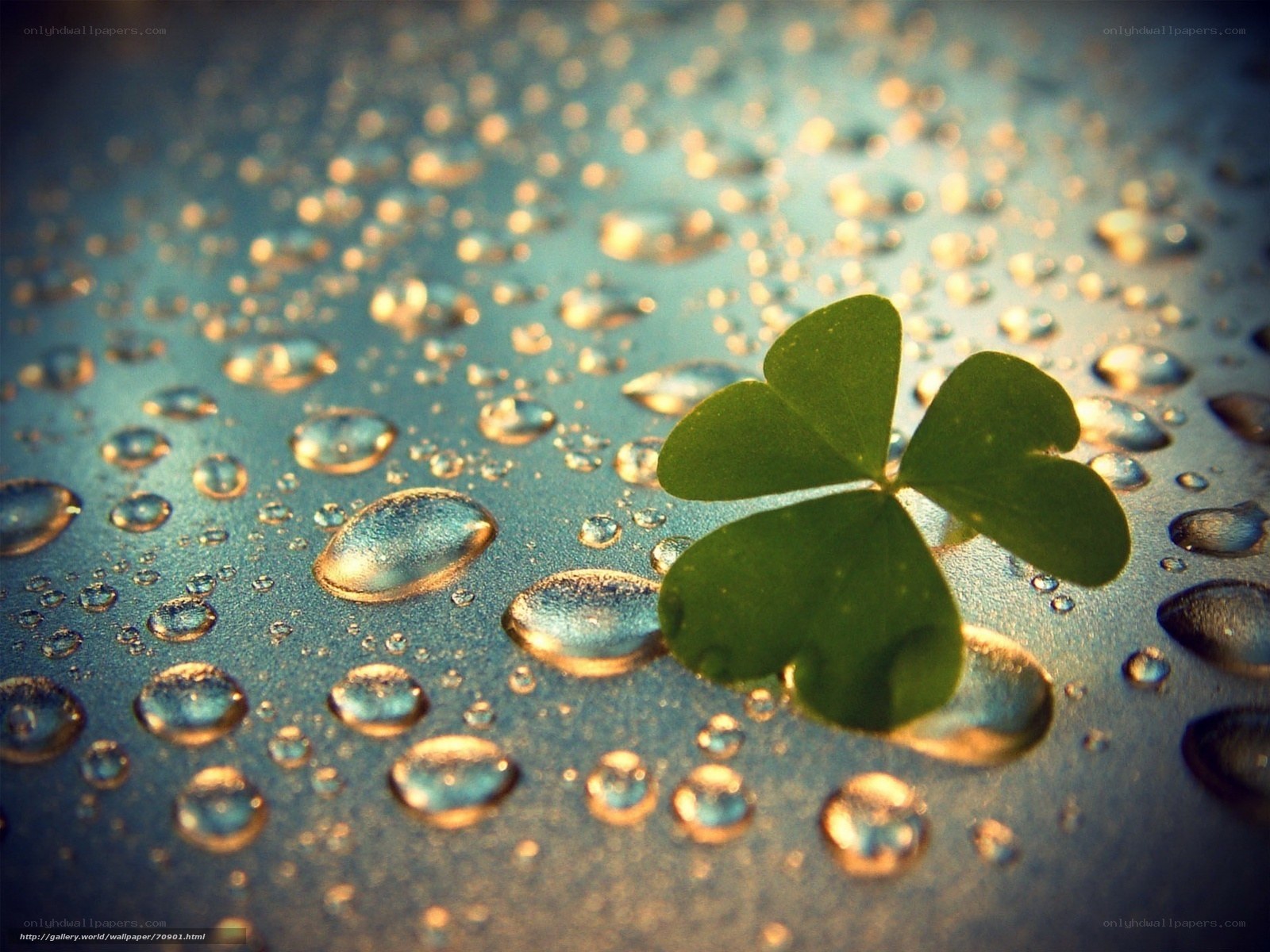Clover leaf with water droplets