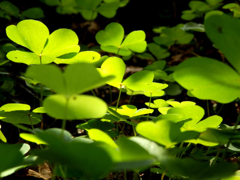 Clover Leaves in Sunlight