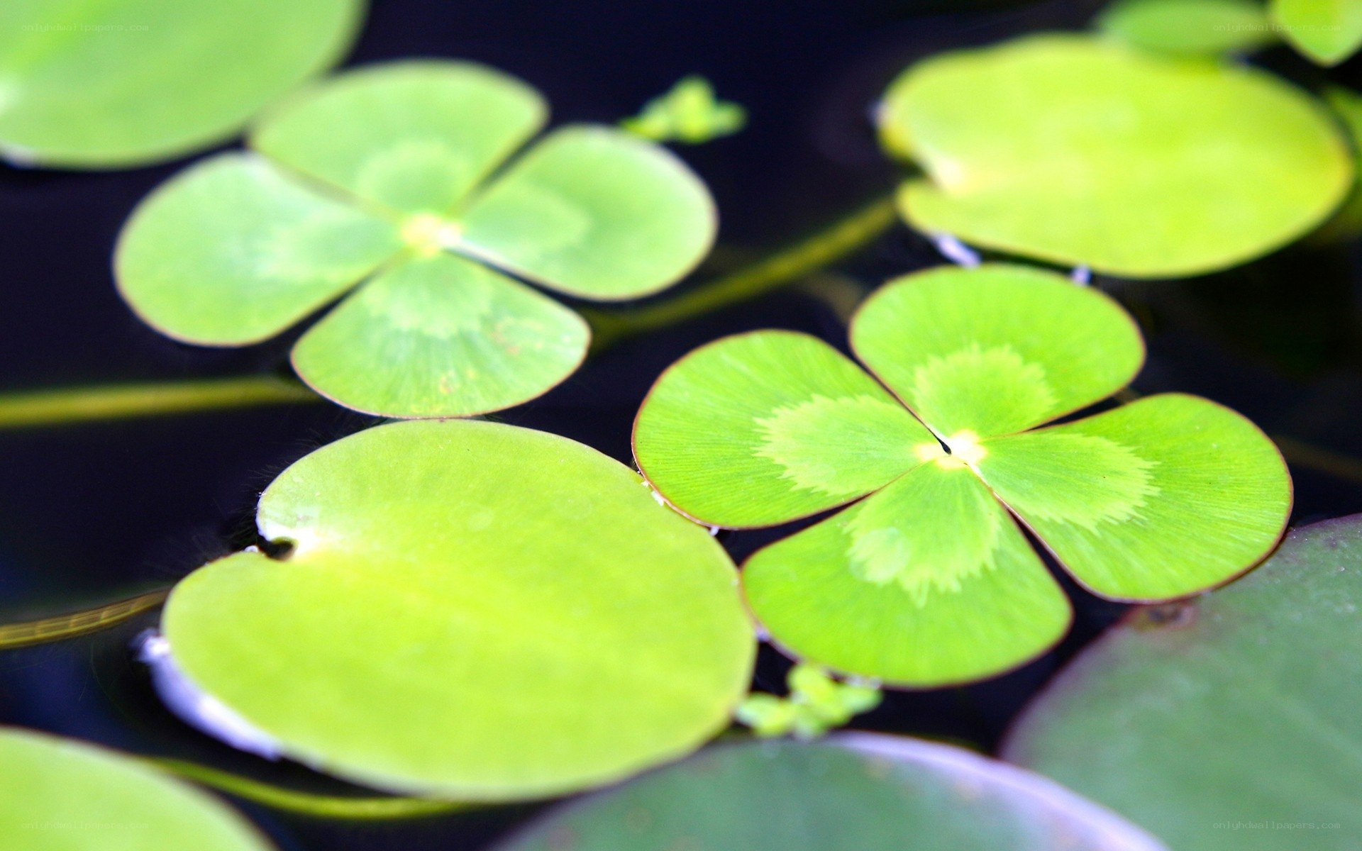 Clover leaves on water