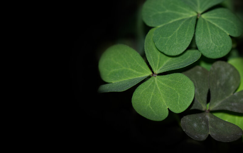 Clover Leaves
