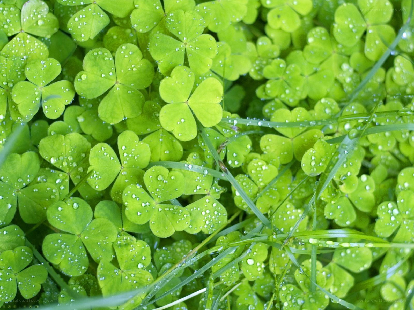 Clover leaves with dew drops
