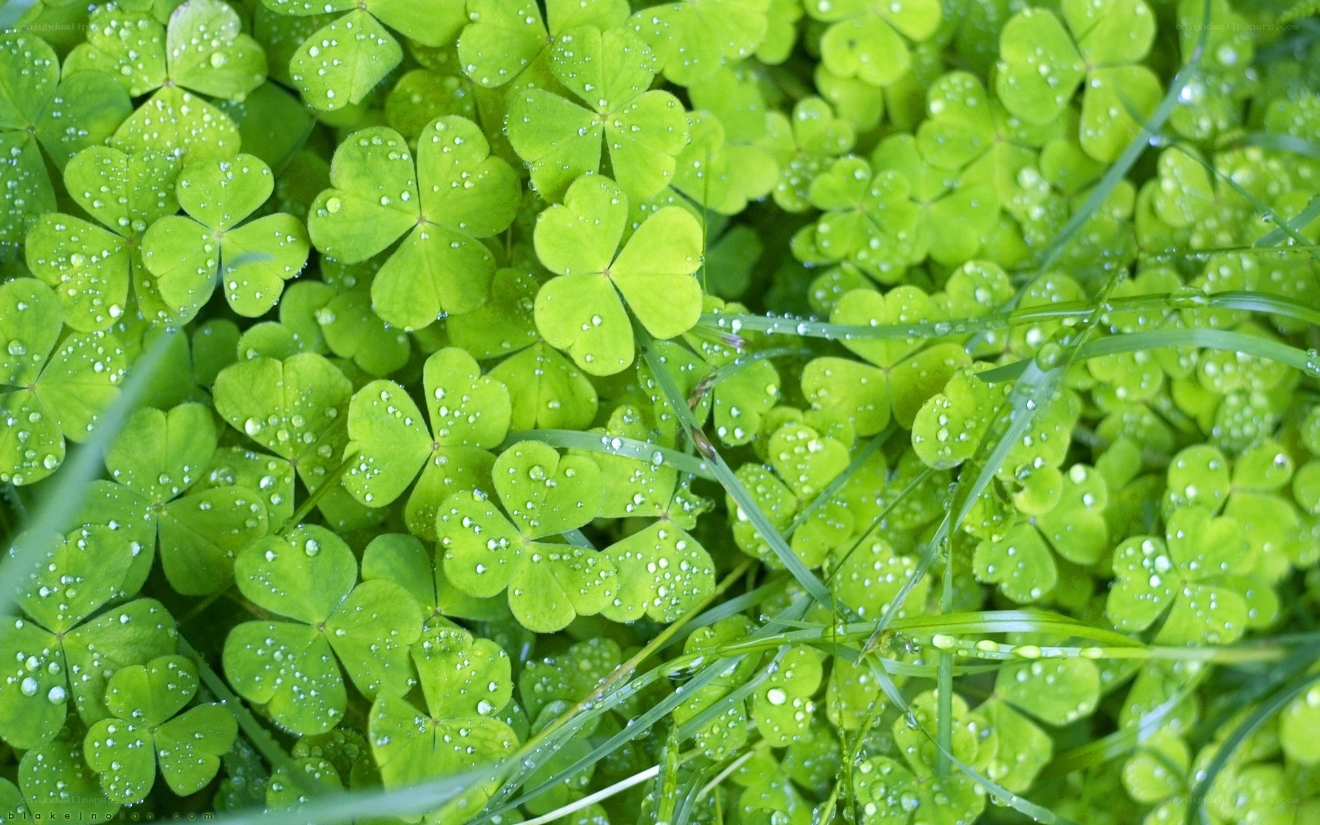 Clover leaves with dew drops