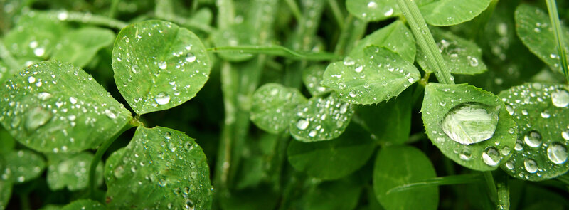 Clover leaves with dew drops