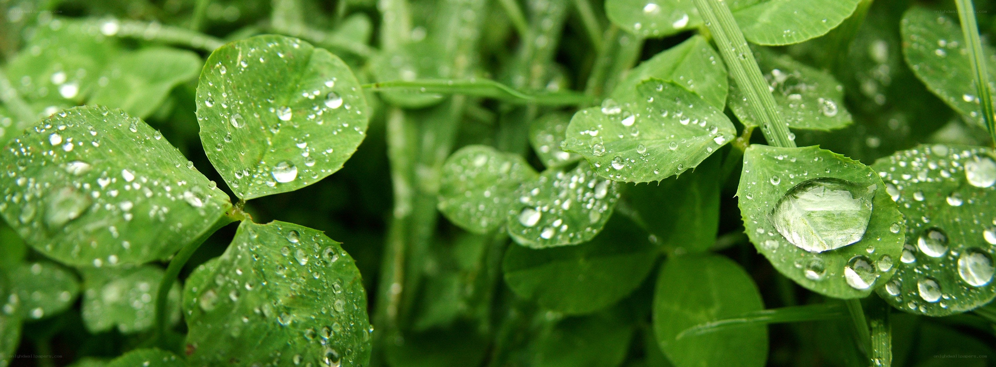 Clover leaves with dew drops