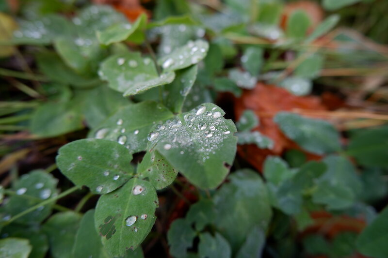 Clover Leaves with Dew — Green, Calm, Morning, Photograph, Dew Drops, Fallen Leaf