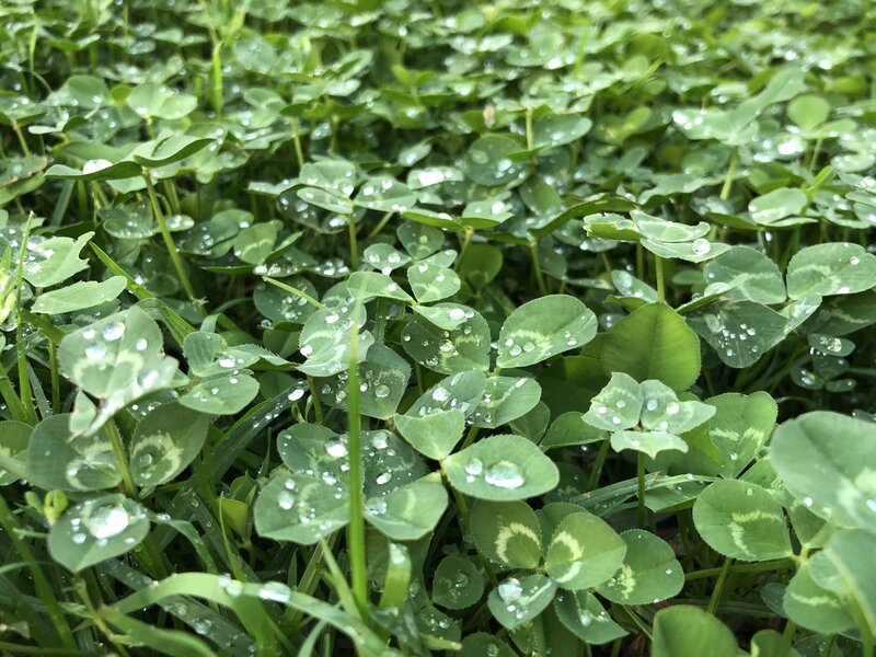 Clover Leaves with Dew — Green, Calm, Morning, Photograph, Dew Drops