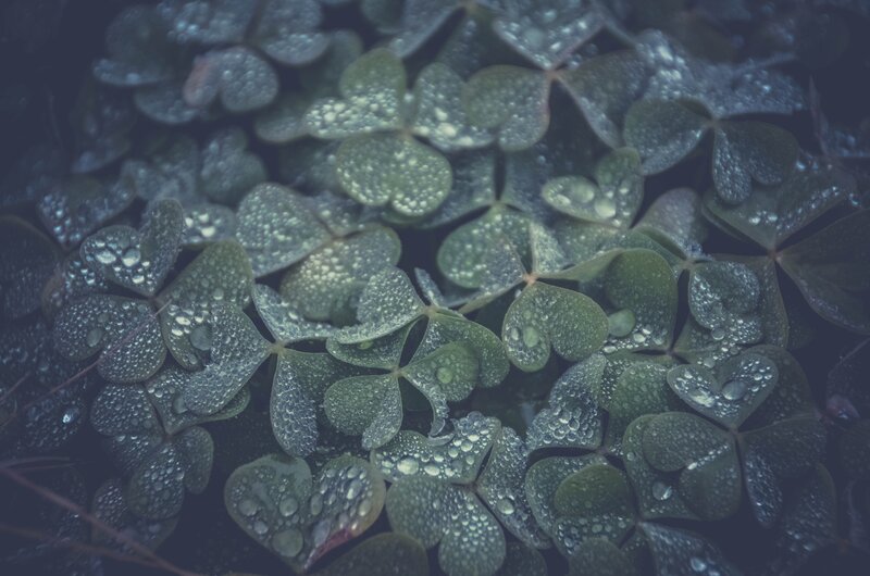 Clover Leaves with Dew — Green, Calm, Morning
