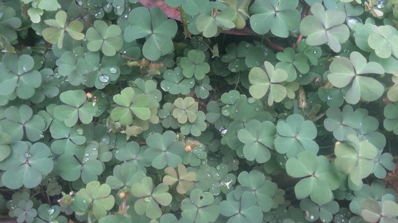 Clover Leaves with Dew — Green, Calm