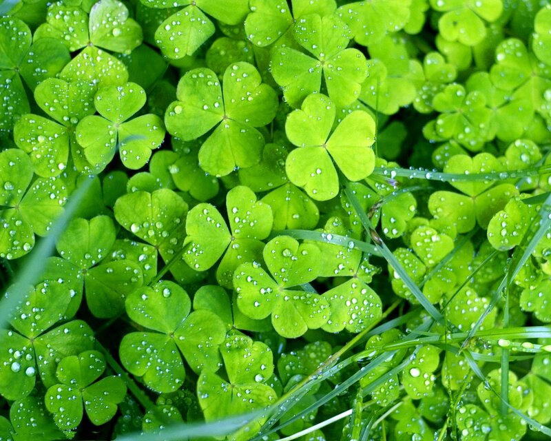 Clover Leaves with Dew — Green, Fresh, Morning