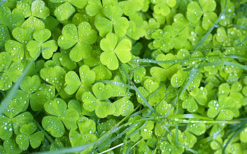 Clover Leaves with Dew — Green, Fresh