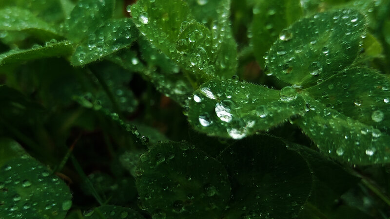 Clover Leaves with Dew — Green, Moist