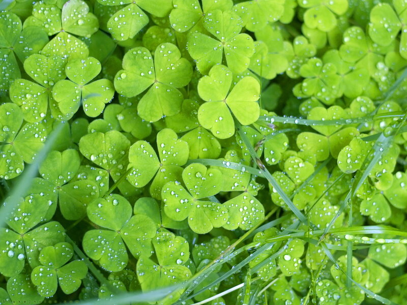 Clover Leaves with Dew — Green, Photograph