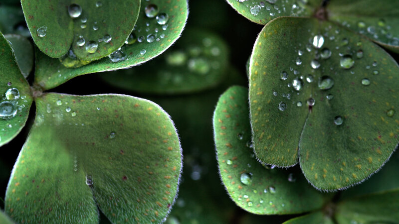 Clover Leaves with Dew — Green, Serene, Morning, Photograph, Dew Drops