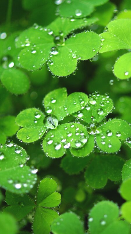 Clover Leaves with Dew — Green, Serene, Morning, Photograph